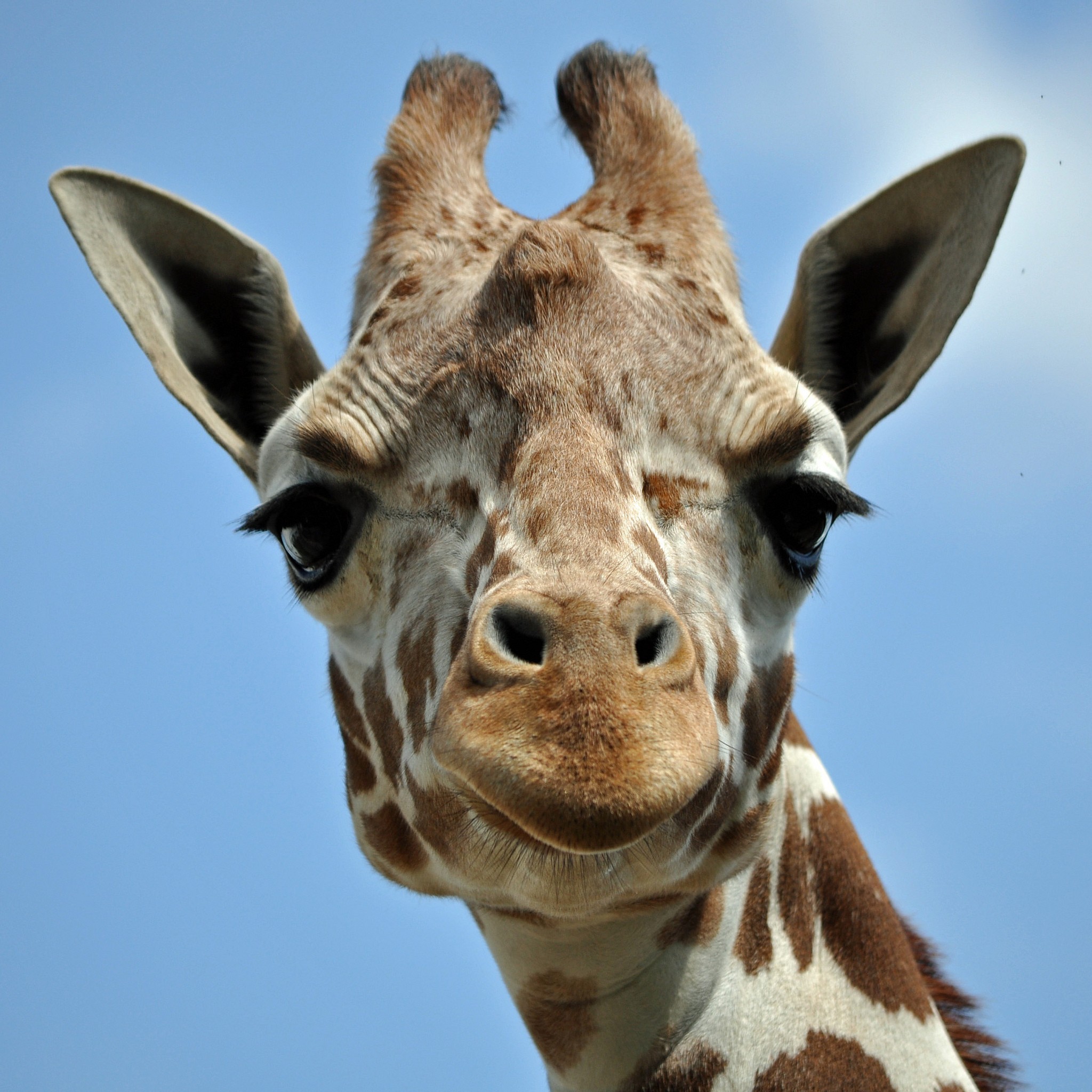 O som emitido pelas girafas é baixo demais para ser captado pelo ouvido humano (Foto: Flickr/Peter Miller)