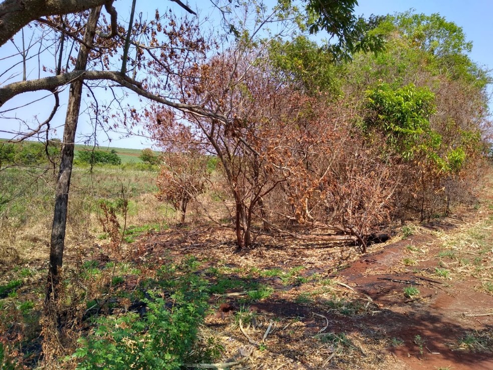 Em São Pedro do Turvo, proprietário foi autuado em R$ 17 mil por uso de fogo em área agropastoril — Foto: Polícia Ambiental/Divulgação