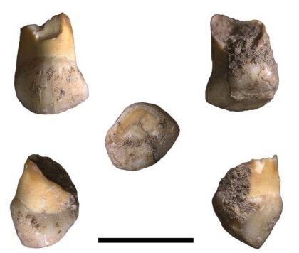 Maior análise genética de vikings coloca em xeque o que se sabia sobre eles  - Revista Galileu