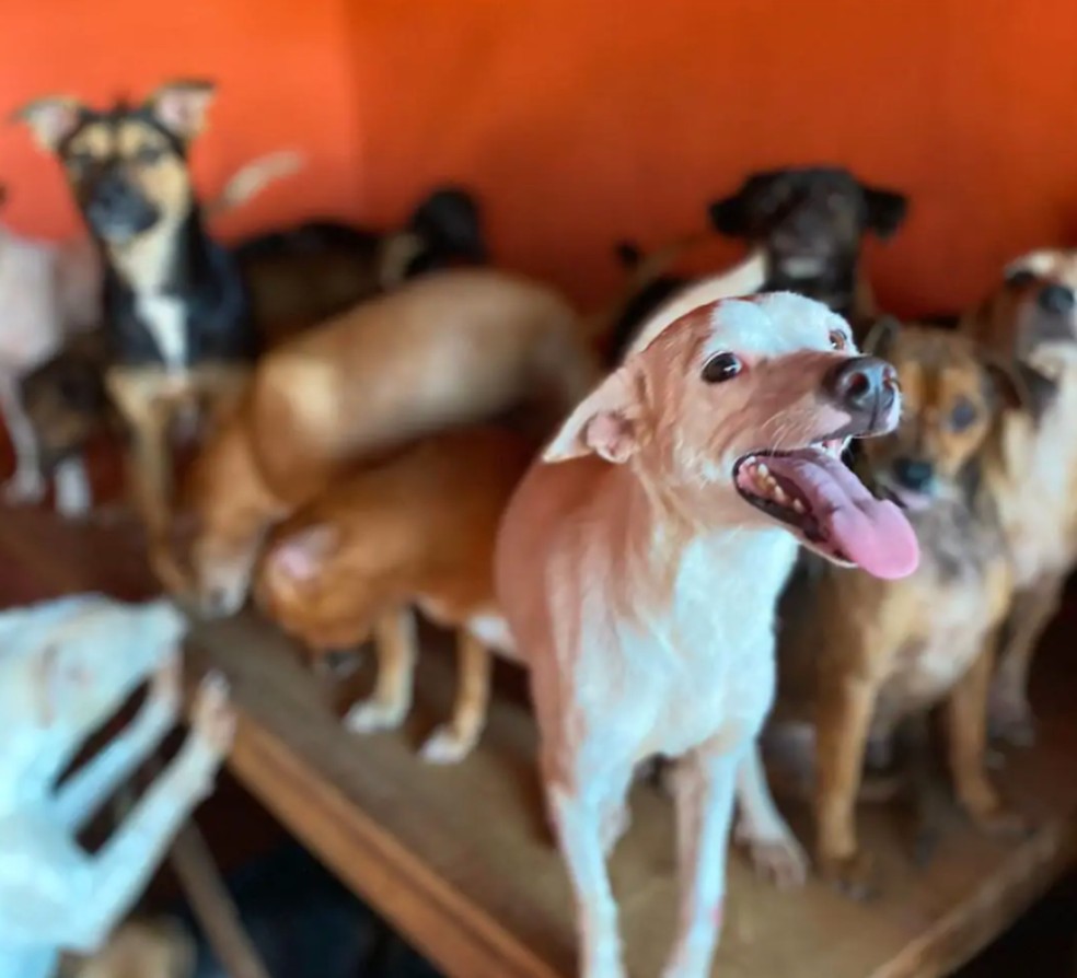 Alguns cachorrinhos resgatados pela ONG Instituto Guarda Animal. — Foto: Redes Sociais