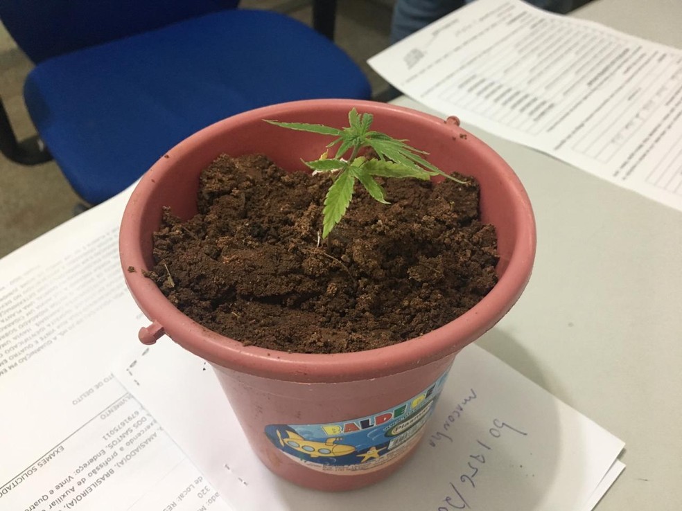 Planta de maconha em vaso &acirc;?? Foto: Andr&Atilde;&copy; Barbosa/ TV Morena