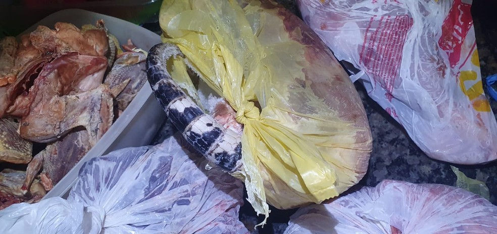 Homem mantinha carnes congeladas de animais silvestres dentro de freezer em sua casa em Duartina (SP)  — Foto: Polícia Militar Ambiental/ Divulgação