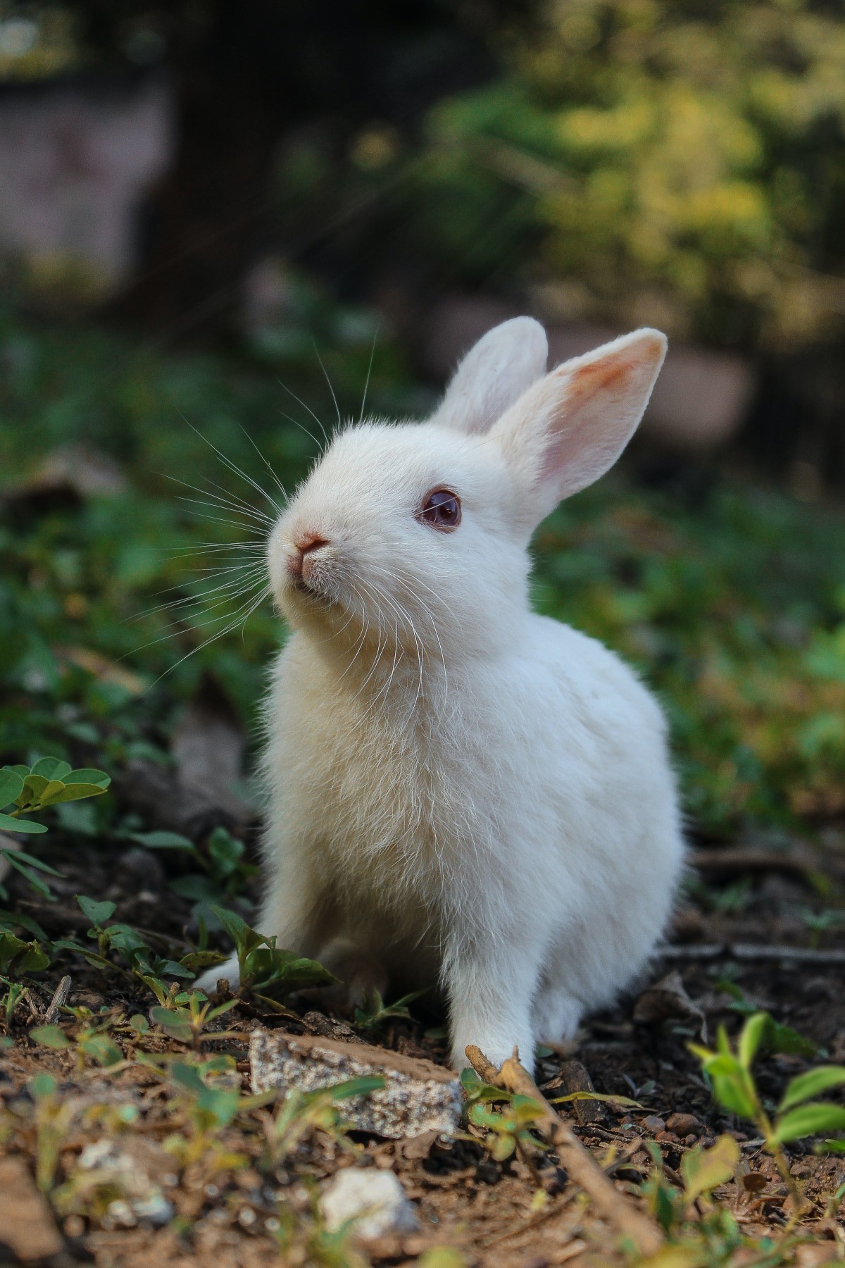 Os coelhos são bichos mais independentes, mas também necessitam de atenção e carinho (Foto: Pexels / Satyabratasm / CreativeCommons)