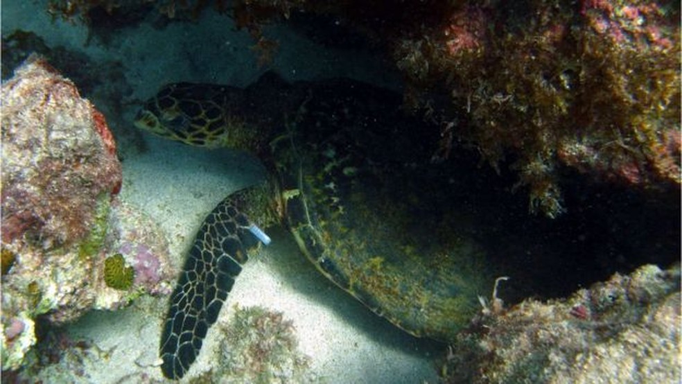 Pesquisa de geneticista indicou alta taxa de múltipla em tarturgas marinhas no Brasil — Foto: Divulgação