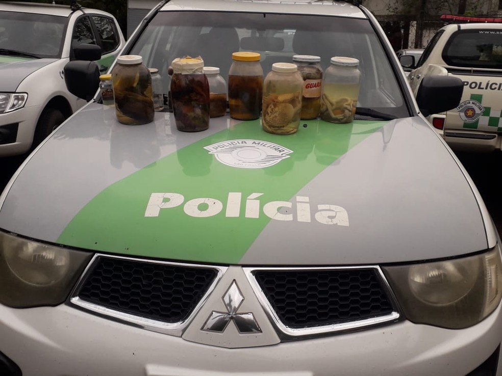 Frascos com animais mortos foram apreendidos durante operação, em Presidente Prudente — Foto: Polícia Ambiental