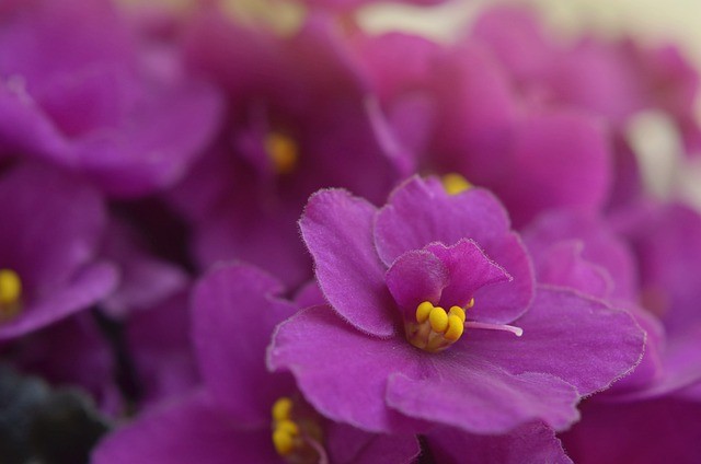 Violeta-africana (saintpaulia): saiba como cultivar e cuidar da planta -  Casa e Jardim | Paisagismo