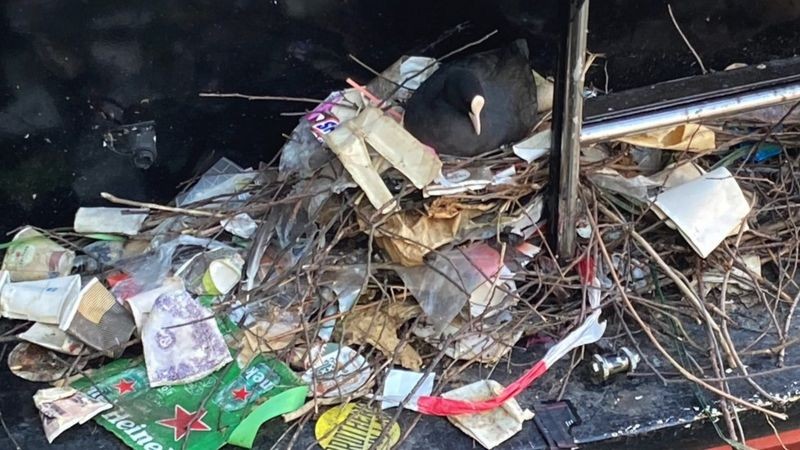 Este galeirão-comum foi encontrado rodeado por lixo em seu ninho na Holanda (Foto: Sam M via BBC News)