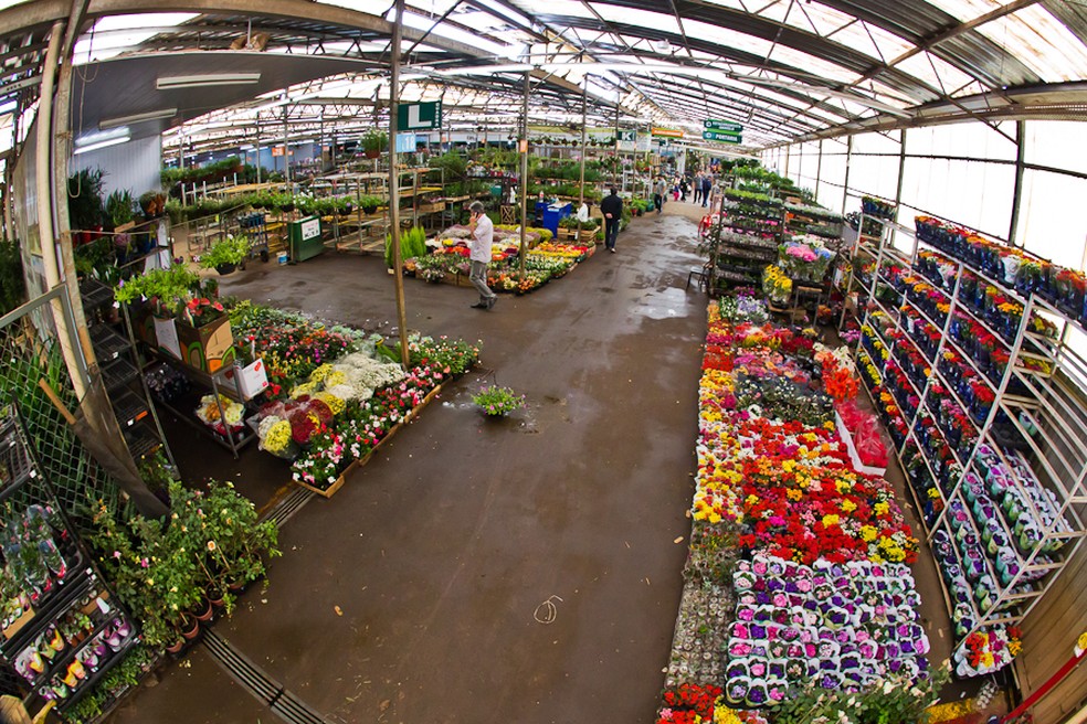 Ceasa Campinas fecha Mercado de Flores e suspende feiras convencionais e  orgânicas | Campinas e Região | G1