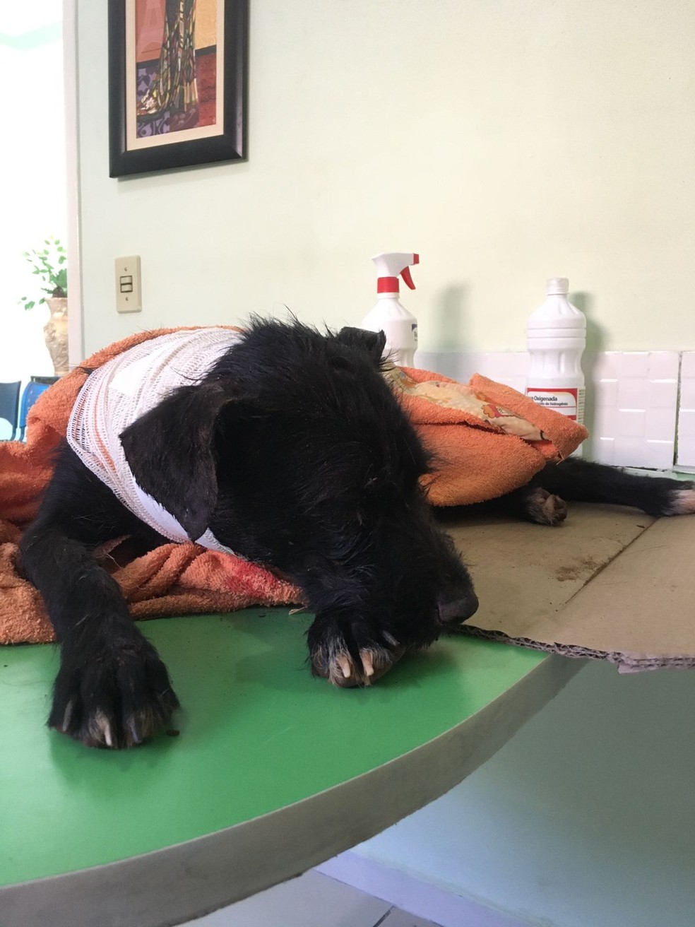 Cachorro pit bull arrastou a cachorra por alguns metros pelo pescoço  — Foto: Luana Lima/Arquivo pessoal
