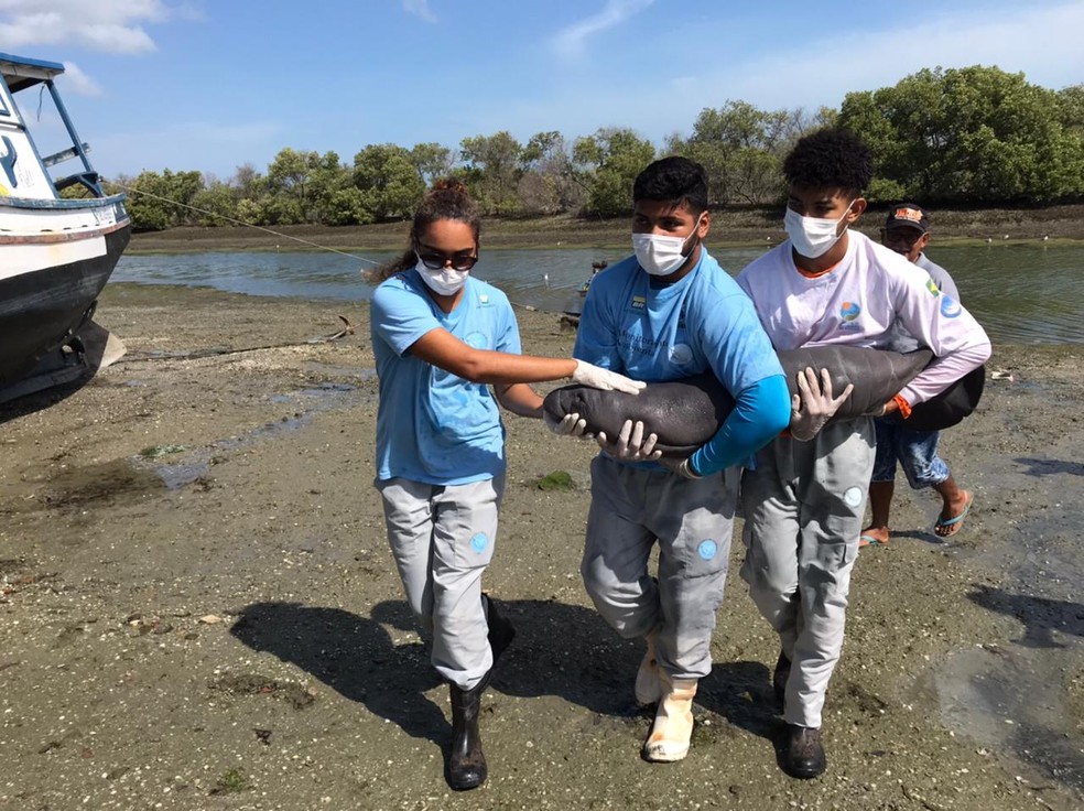 Equipe do projeto Cetáceos da Costa Branca resgatou animal em praia de Macau, na Costa Branca potiguar. — Foto: Divulgação