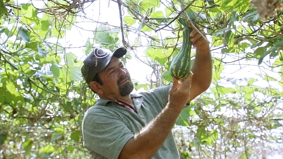 Produtores apostam no cultivo de legumes no sistema de parreiras (Foto: TV TEM/Reprodução)