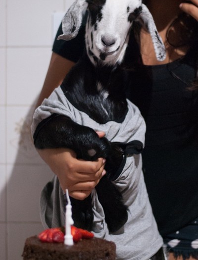 Festa de aniversário da cabra Cremosa (Foto:  Arquivo Pessoal)