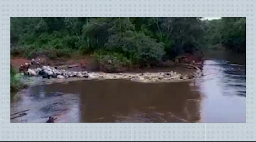 Durante travessia, parte da boiada se assustou e acabou morrendo afogada no Riozinho Andirá — Foto: Reprodução/Rede Amazônica Acre