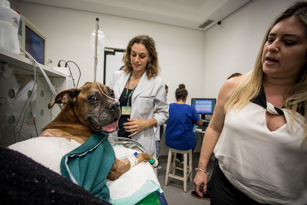 Centro cirúrgico da Faculdade de Medicina Veterinária da USP recebe animais em situações de emergência (Foto: Fábio Tito/G1)