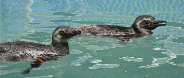 Pinguins nadam em centro de reabilitação (Foto: Isabela Nucci/ Divulgação Iema)