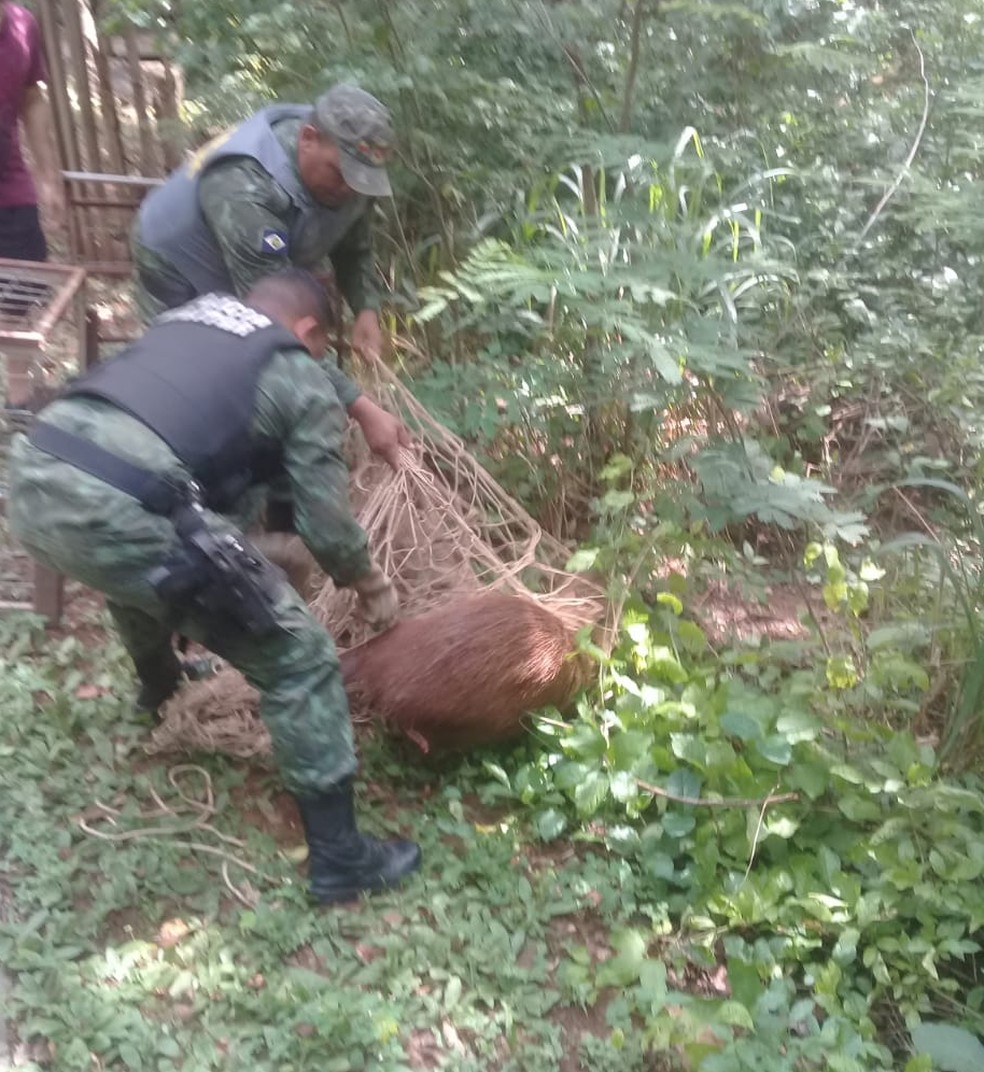 Capivara foi solta em uma região de mata do Parque Mãe Bonifácia — Foto: Polícia Militar/Divulgação