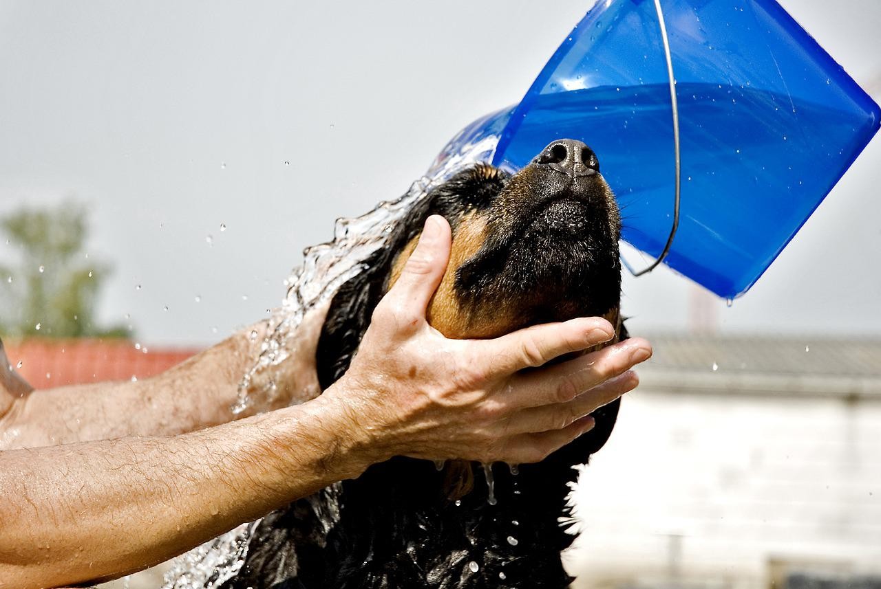 Cuidados com a temperatura da água e do secador durante os banhos no inverno  (Foto: Pixabay/mar_qs/CreativeCommons)