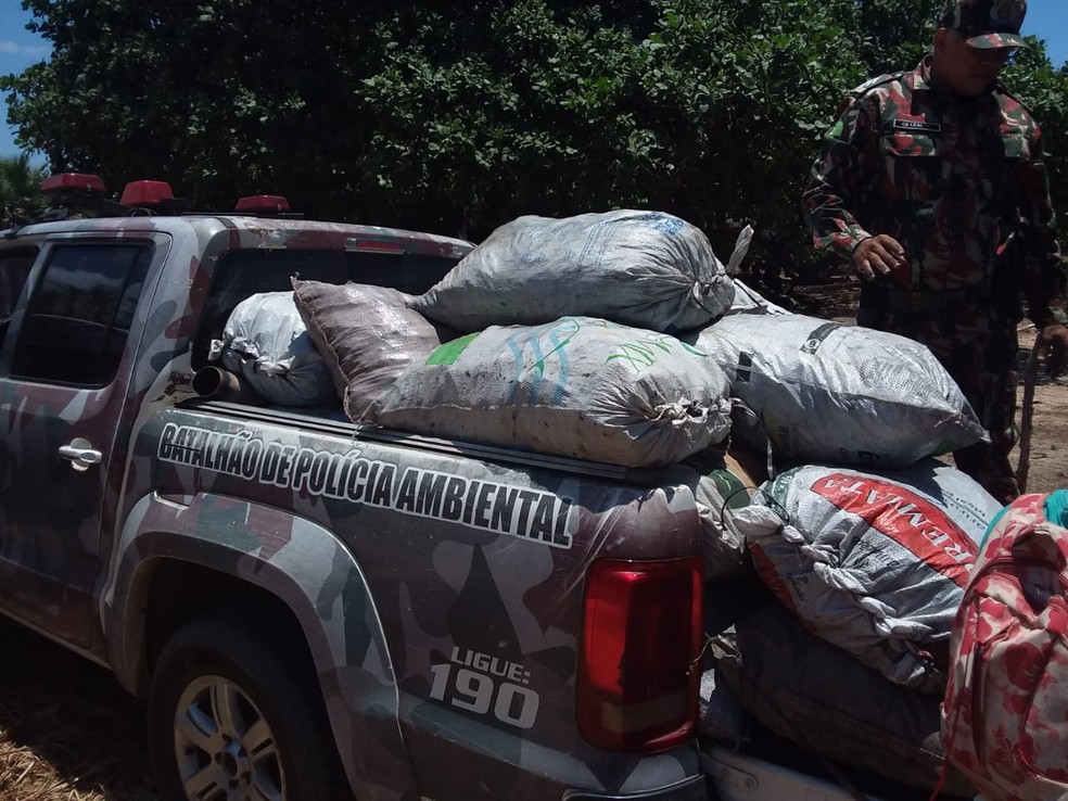 1 ton e 100 kg de carvão fabricado de maneira ilegal foram apreendidos durante operação policial em Parnaíba - Piauí — Foto: Divulgação/ Batalhão de Políciamento Ambiental