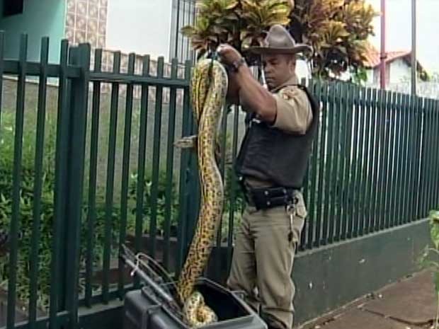 Cobra sucuri mede mais de dois metros (Foto: Reprodução/TV Integração)