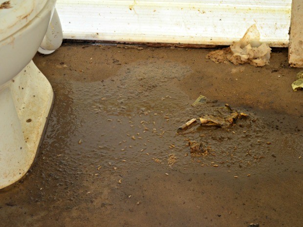 Em abrigo de imigrantes em Rio Branco, banheiros sujos geram a criação de larvas (Foto: Caio Fulgêncio/G1)