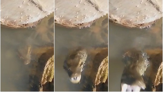 Guia de pesca leva susto com bote de sucuri no Rio Araguaia; vídeo