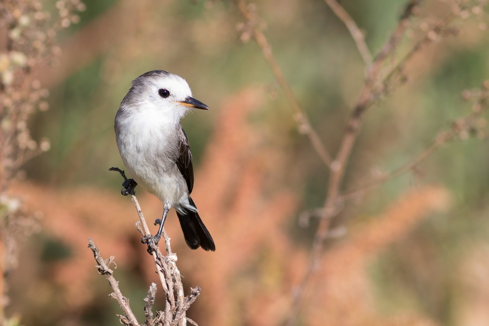 Freirinha Ã© comum de ser avistada nas regiÃµes Ãºmidas de todo o Brasil (Foto: Cristofer Martins/VC no TG)
