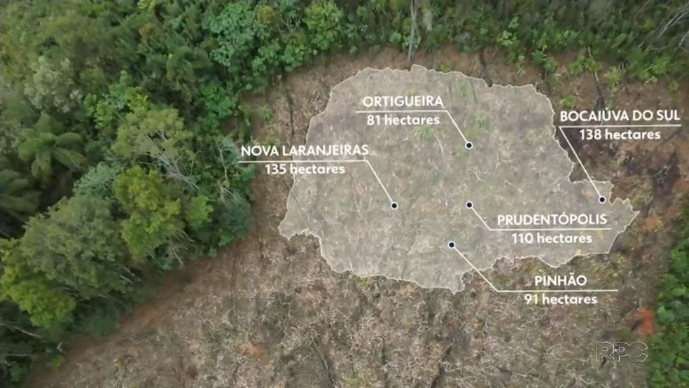Cidades do Paraná que mais derrubaram Mata Atlântica de janeiro a outubro — Foto: RPC Curitiba