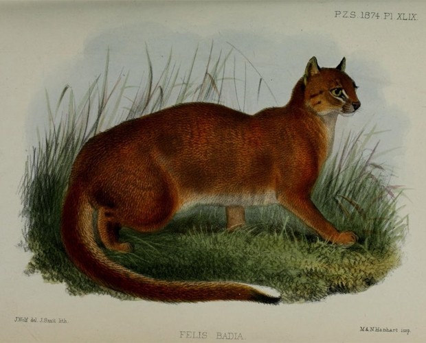 Ilustração de gato que consta no acervo de Alfred Wallace; mais de 22 mil imagens foram disponibilizadas (Foto: Reprodução/"Wallace Online Project")