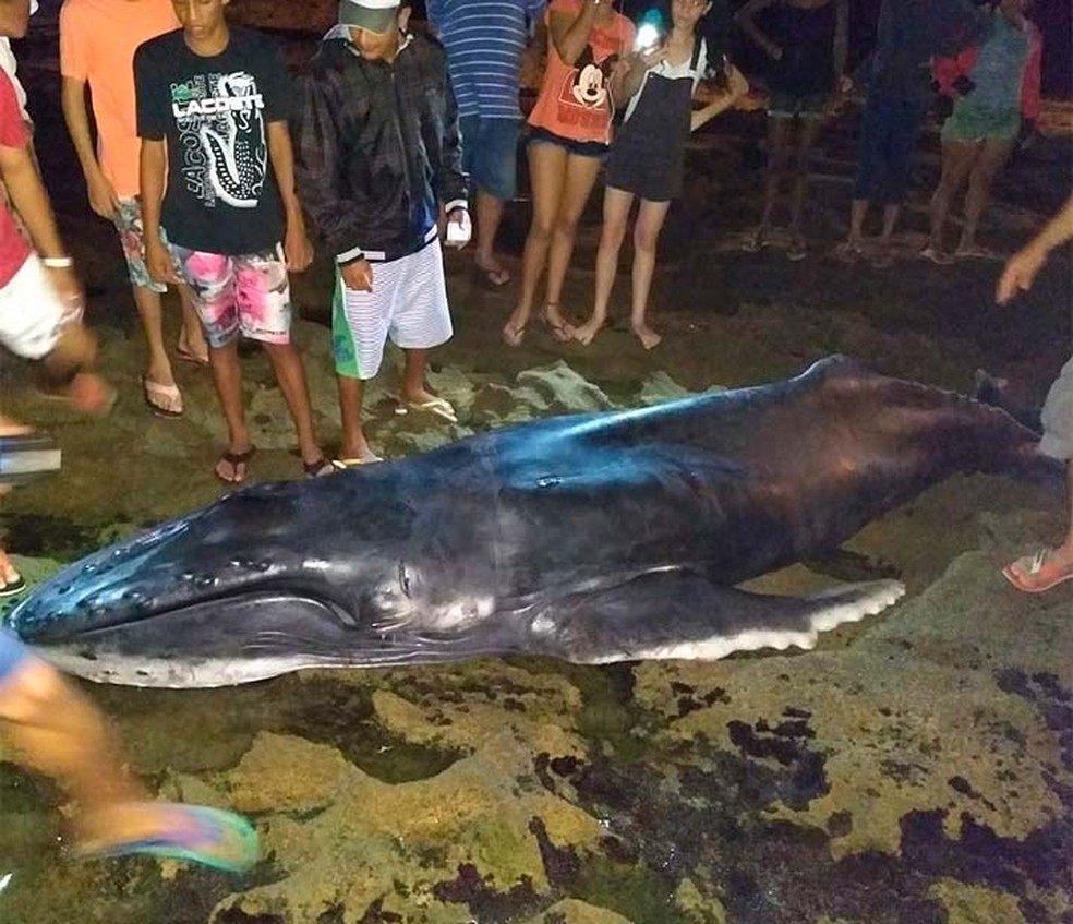 Filhote de baleia jubarte morre apÃ³s encalhar em praia no extremo sul da Bahia (Foto: DivulgaÃ§Ã£o/Projeto Baleia Jubarte)