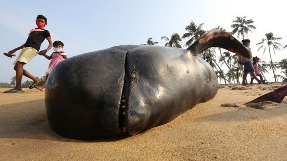 Encalhe de aproximadamente 100 baleias foi considerado o maior já registrado no Sri Lanka — Foto: EPA