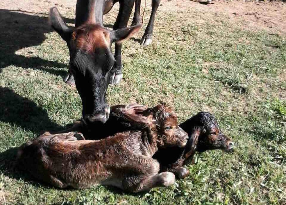 Vaca Da A Luz A Dois Bezerros E Surpreende Produtor Rural Em Perdoes Sp Vale Do Paraiba E Regiao G1
