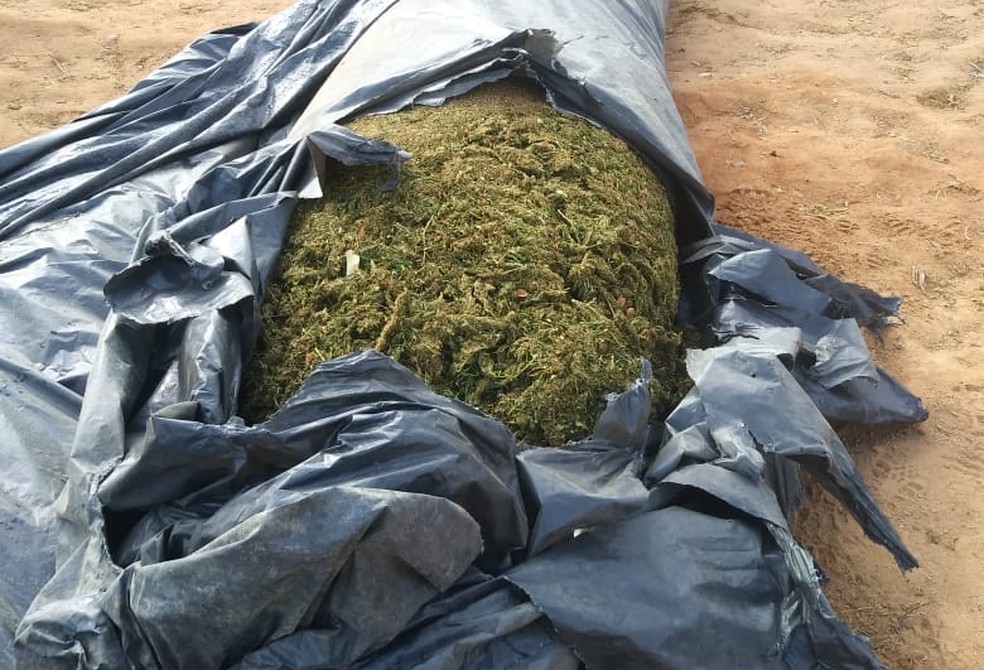 Drogas foram levadas para a delegacia de Monte Azul — Foto: Divulgação/SSP-BA