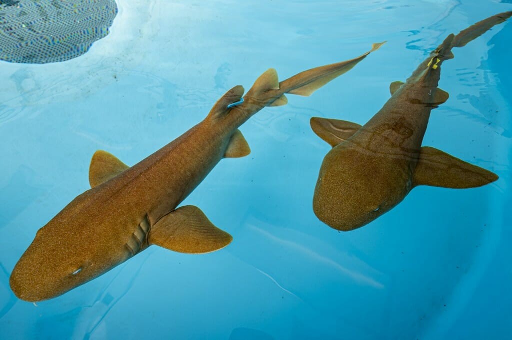 Proteínas de tubarões podem neutralizar Sars-CoV-2, indica estudo (Foto: Bryce Richter)