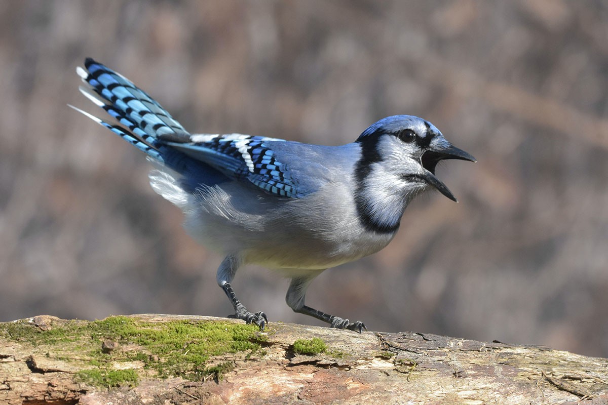 Em pássaros machos, o canto está relacionado à condição corporal e a qualidade dos recursos monopolizados por ele (Foto: Unsplash/ Jack Bulmer/ CreativeCommons)