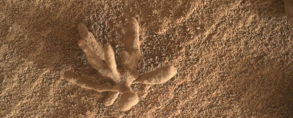 Rover Curiosity fez registro de formação mineral que lembra uma flor  (Foto: NASA/JPL-Caltech/MSSS (PH))