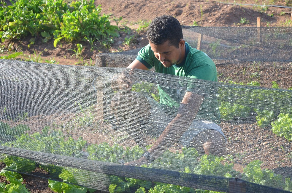 Horta começou produção de hortaliças em agosto (Foto: Rogério Aderbal/G1)