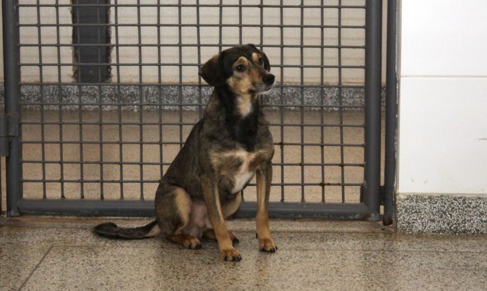 Cachorro disponível para adoção, no DF. — Foto: Foto: Agência Brasília