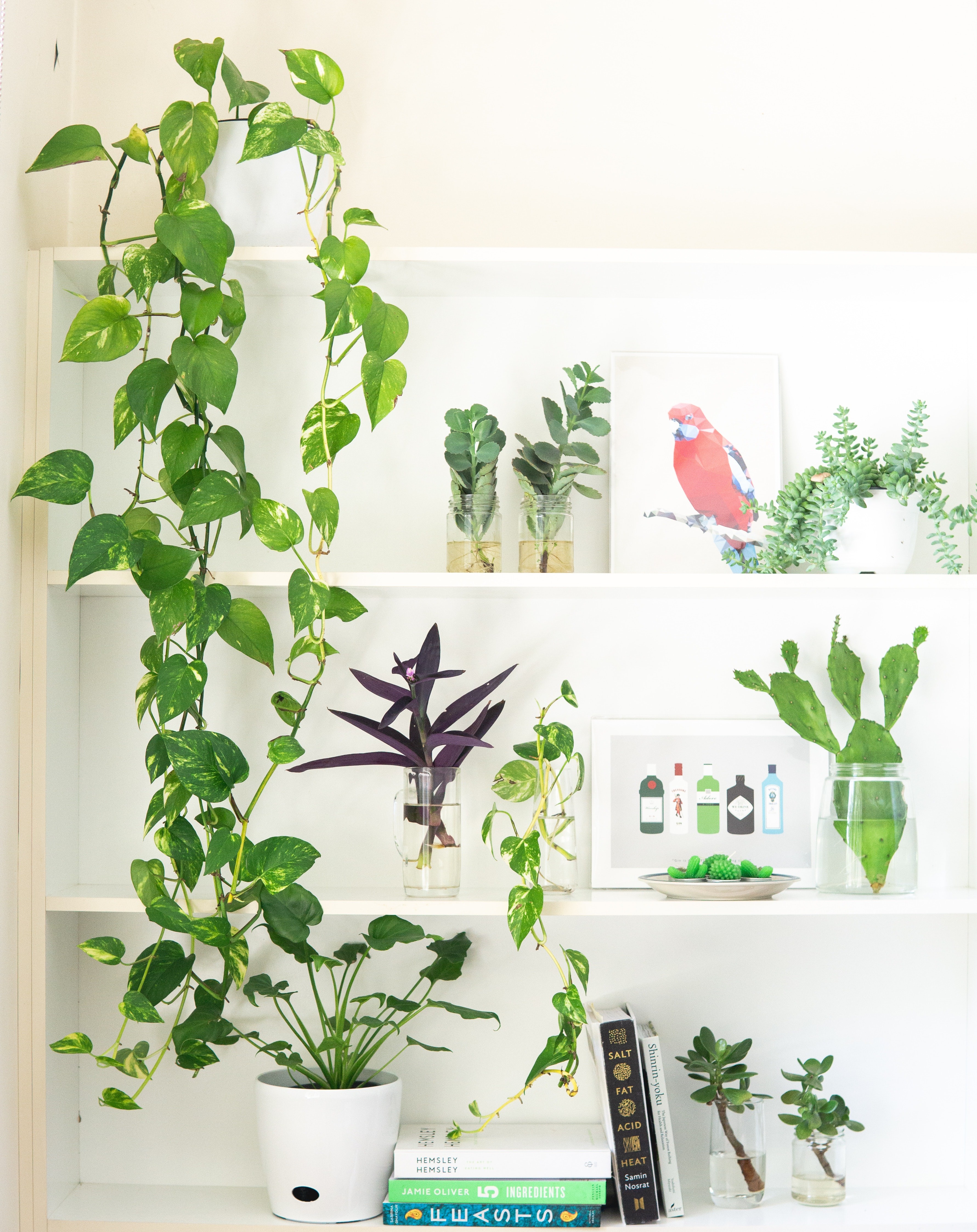 É possível escolher a planta doméstica de acordo com a decoração de sua casa (Foto: Pexels / Elle Hughes / CreativeCommons)