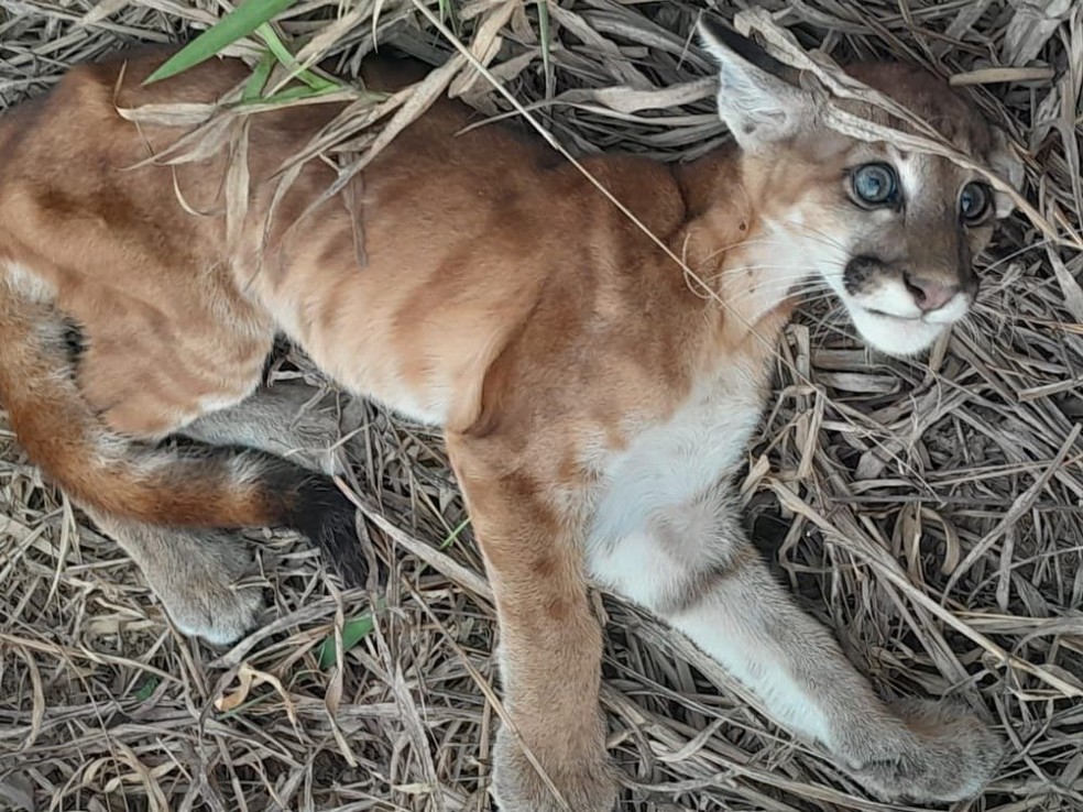 Filhote de onça puma foi encontrado por um pescador às margens do Rio Guaporé, em Rondônia — Foto: Reprodução/Redes Sociais 