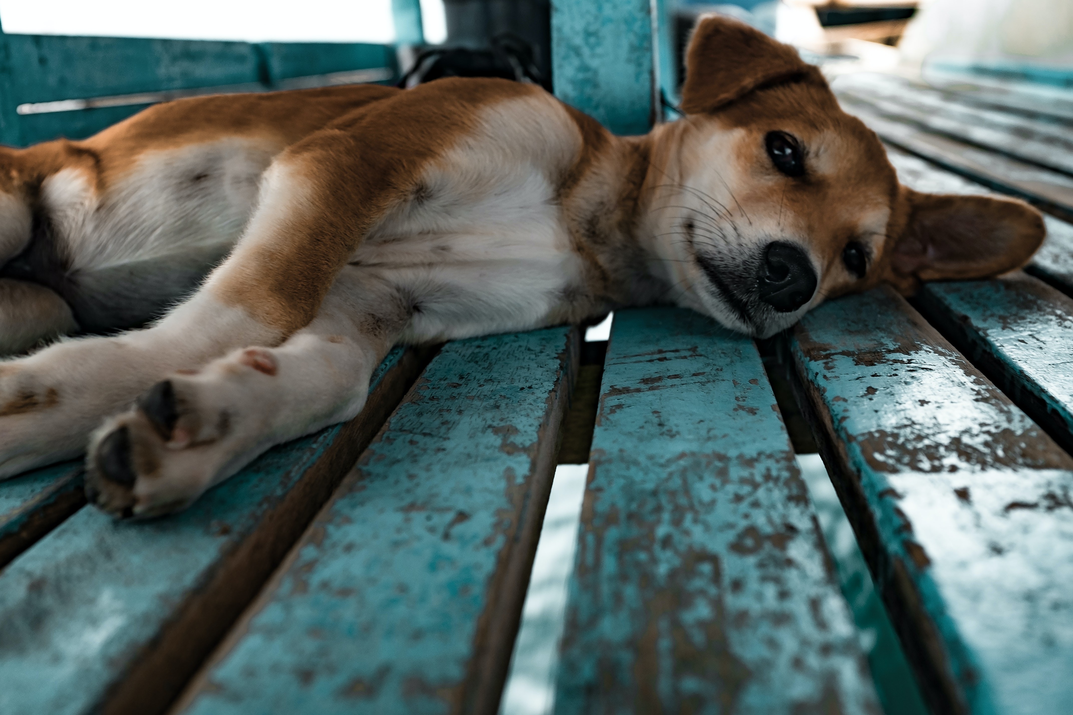 Atropelamento de animais em estradas: ouça história de acidente com cachorro e descubra o que fazer no resgate