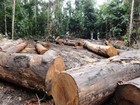 Esquema destruiu 3 mil hectares de floresta nativa em MT, diz Ibama