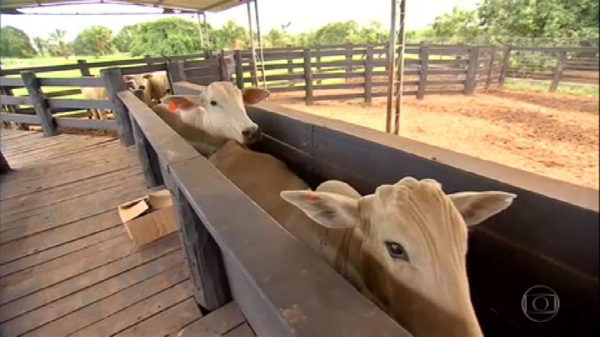 Redução das chuvas prejudica pastagem em MT e criadores de gado adotam medidas para se adaptar thumbnail