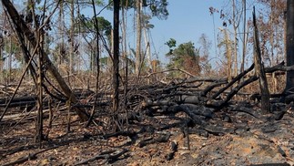 Áreas queimadas dentro da Reserva Extrativista Guariba-Roosevelt — Foto: Reprodução