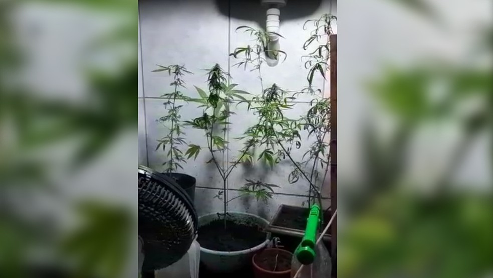 Polícia Civil apreendeu sete pés de maconha em casa de Boituva — Foto: Reprodução/TV TEM