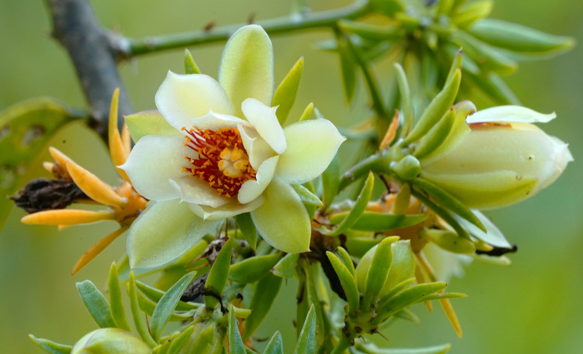 Ora pro n bis Tem Folhas E Flores Comest veis E Rica Em Prote nas