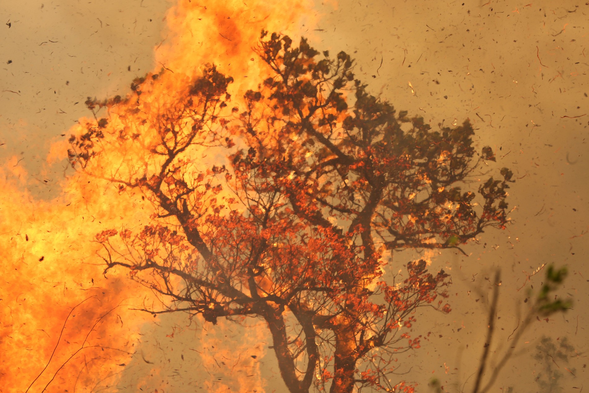 Estudo aponta que queimadas na Amazônia aumentam risco de internação por problemas respiratórios thumbnail