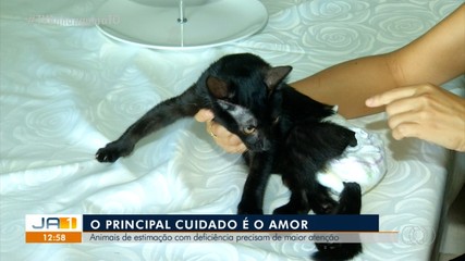 Animais de estimação com deficiências precisam de mais atenção mas, retribuem com amor