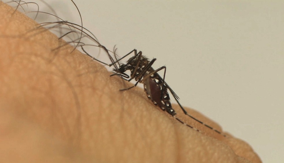 Vírus da dengue é transmitido pela picada do mosquito Aedes aegypti infectado — Foto: Divulgação/Fiocruz