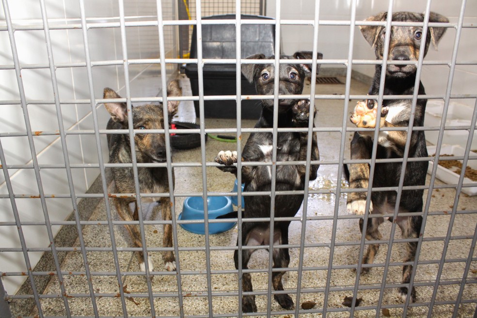 Cachorros disponíveis para adoção — Foto: Foto: Agência Brasília