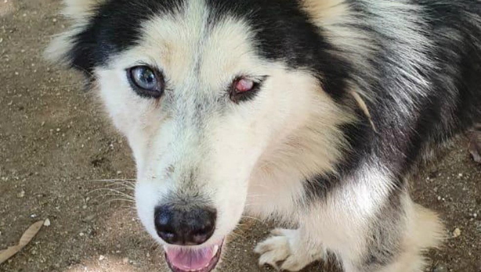Canil De Husky Siberiano Em Ribeirao Preto Policia Fecha Canil Clandestino E Apreende 46 Cachorros Em Curitiba Parana G1